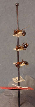 Imagem de Monomorium sanguinolentum Wheeler 1927