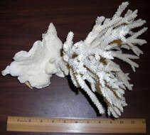 Image of Eight-ray finger coral