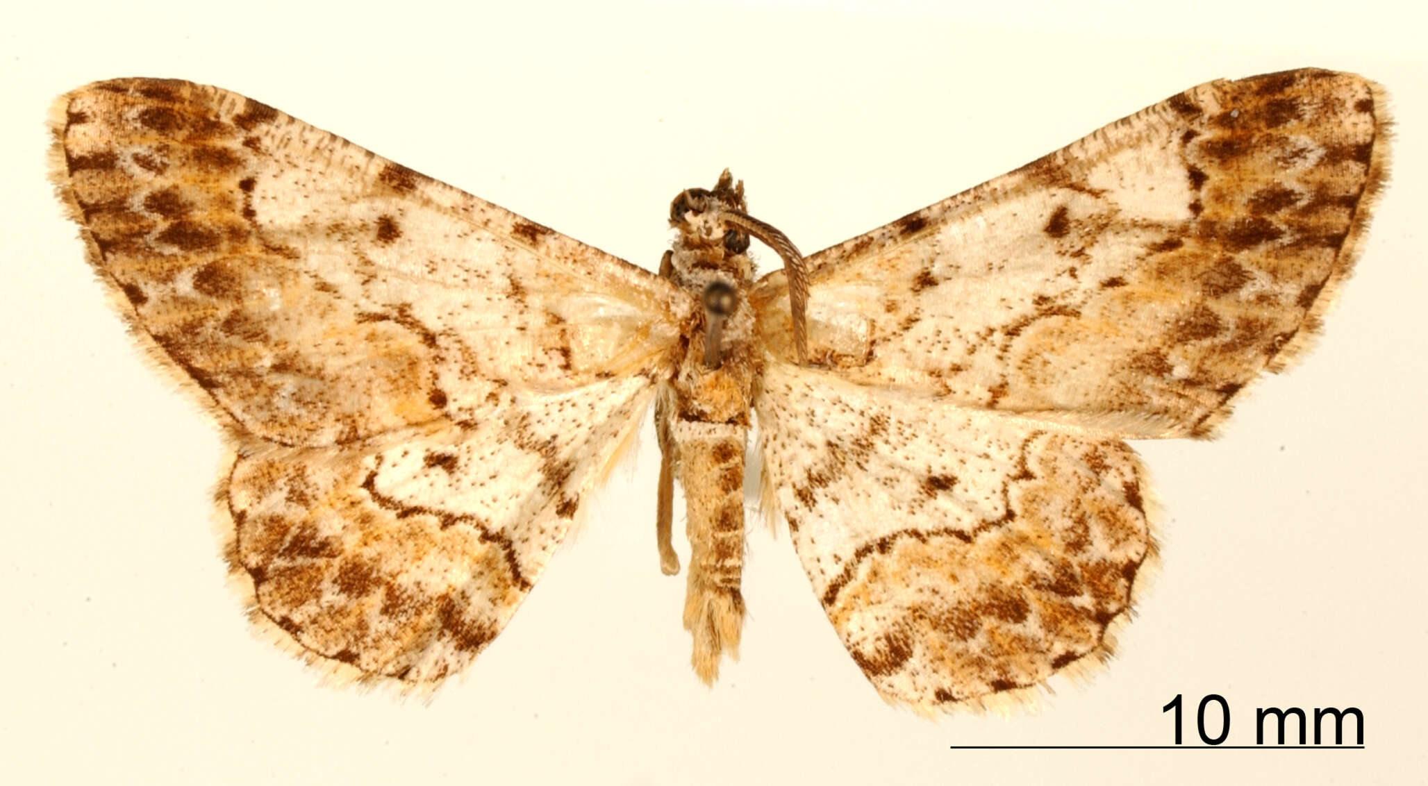 Image of Hymenomima russula Dognin 1916