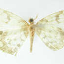 Image of Prohydata aurata Dognin 1910