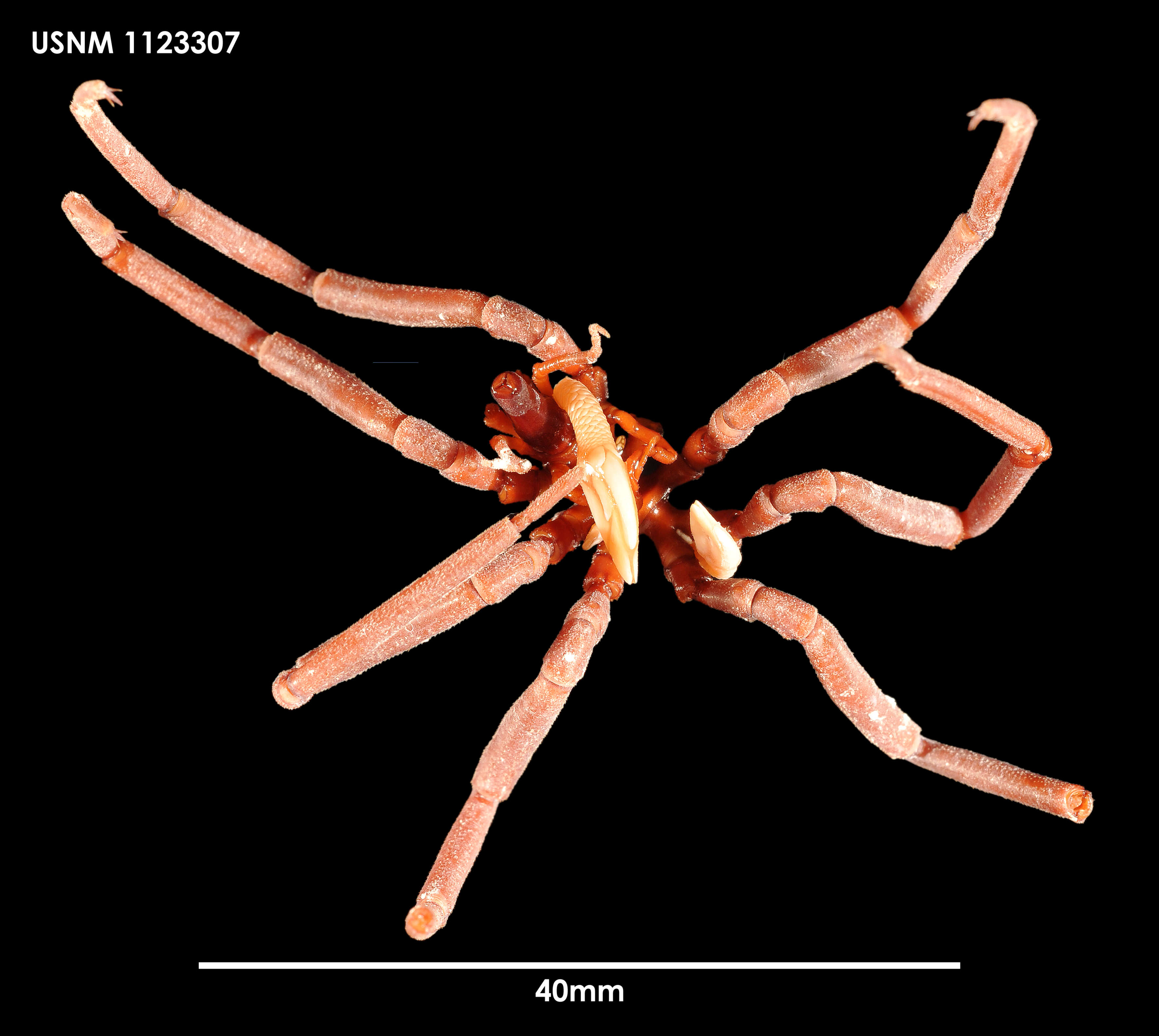 Image of Ammothea gordonae Child 1994