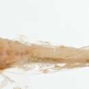Image of Chinese snailfish
