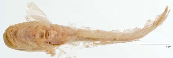 Image of Chinese snailfish