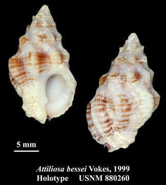 Image of Attiliosa bessei Vokes 1999