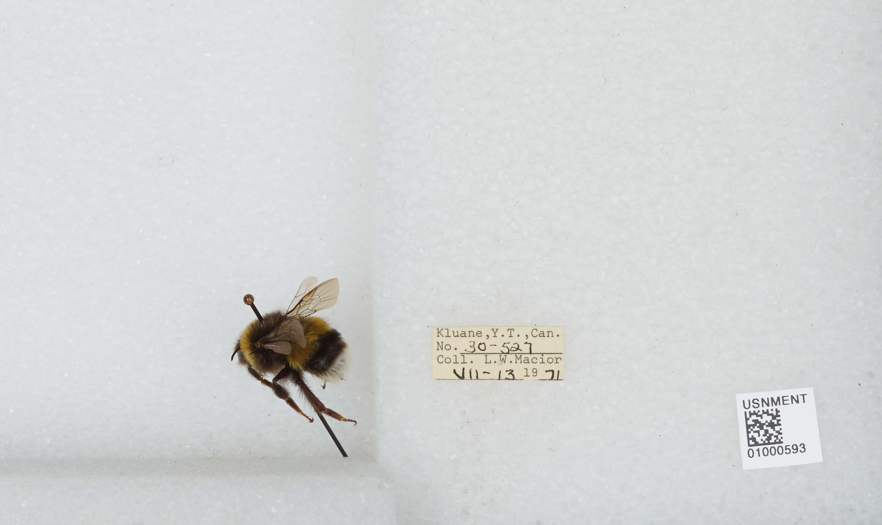 Image of White-tailed bumblebee