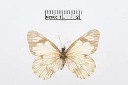 Imagem de Catasticta pieris (Hopffer 1874)