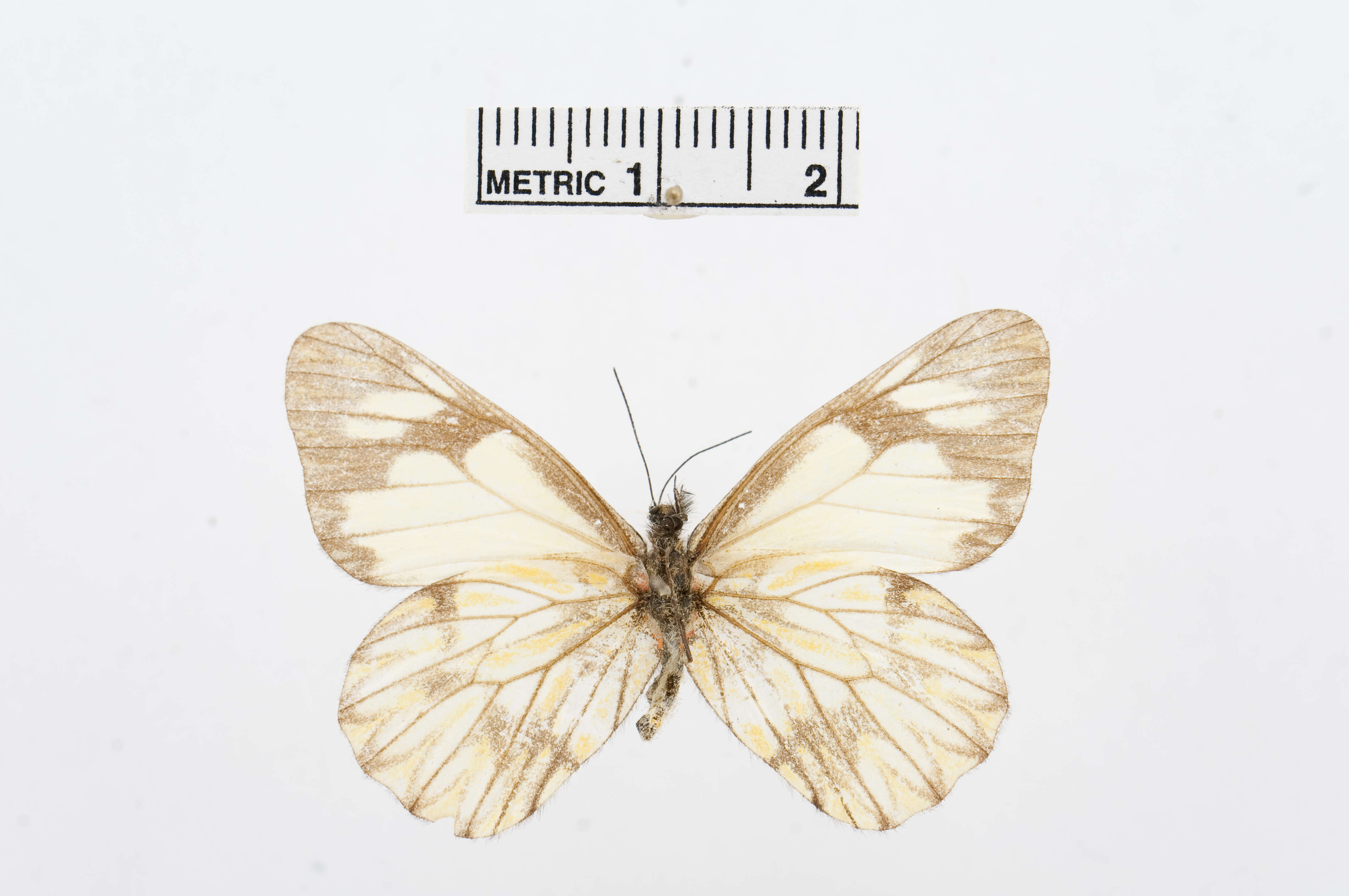 Imagem de Catasticta pieris (Hopffer 1874)