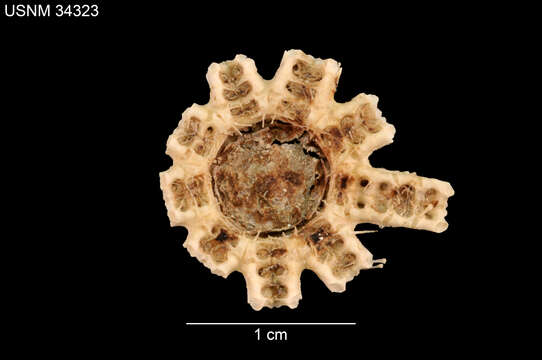 صورة Astrolirus panamensis (Ludwig 1905)