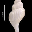 Image of Enixotrophon emilyae (Pastorino 2002)