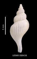 Image of Enixotrophon emilyae (Pastorino 2002)