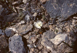 Image of cavedwelling evening primrose