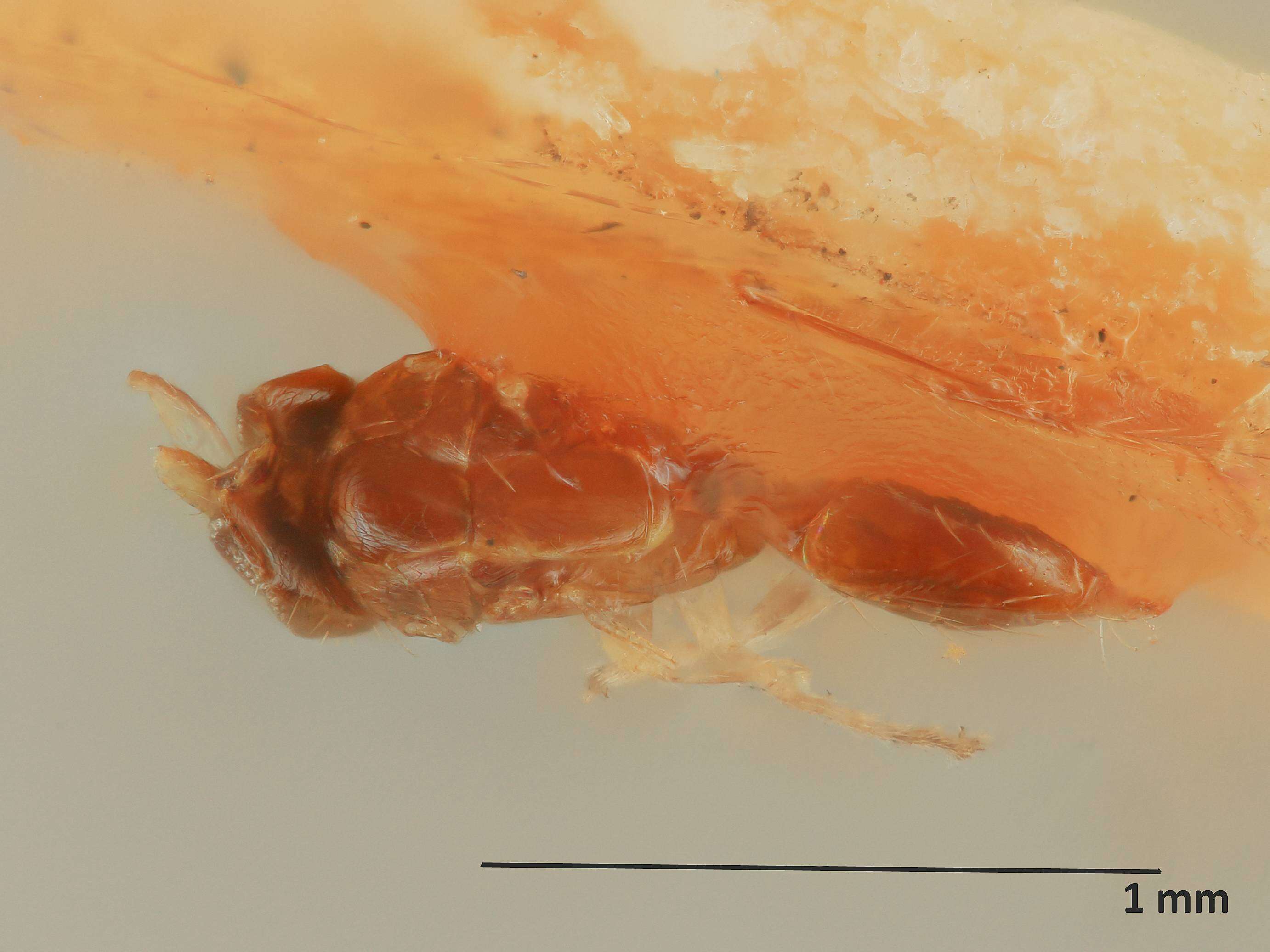 Image of Gonatocerus anthonomi Girault 1905