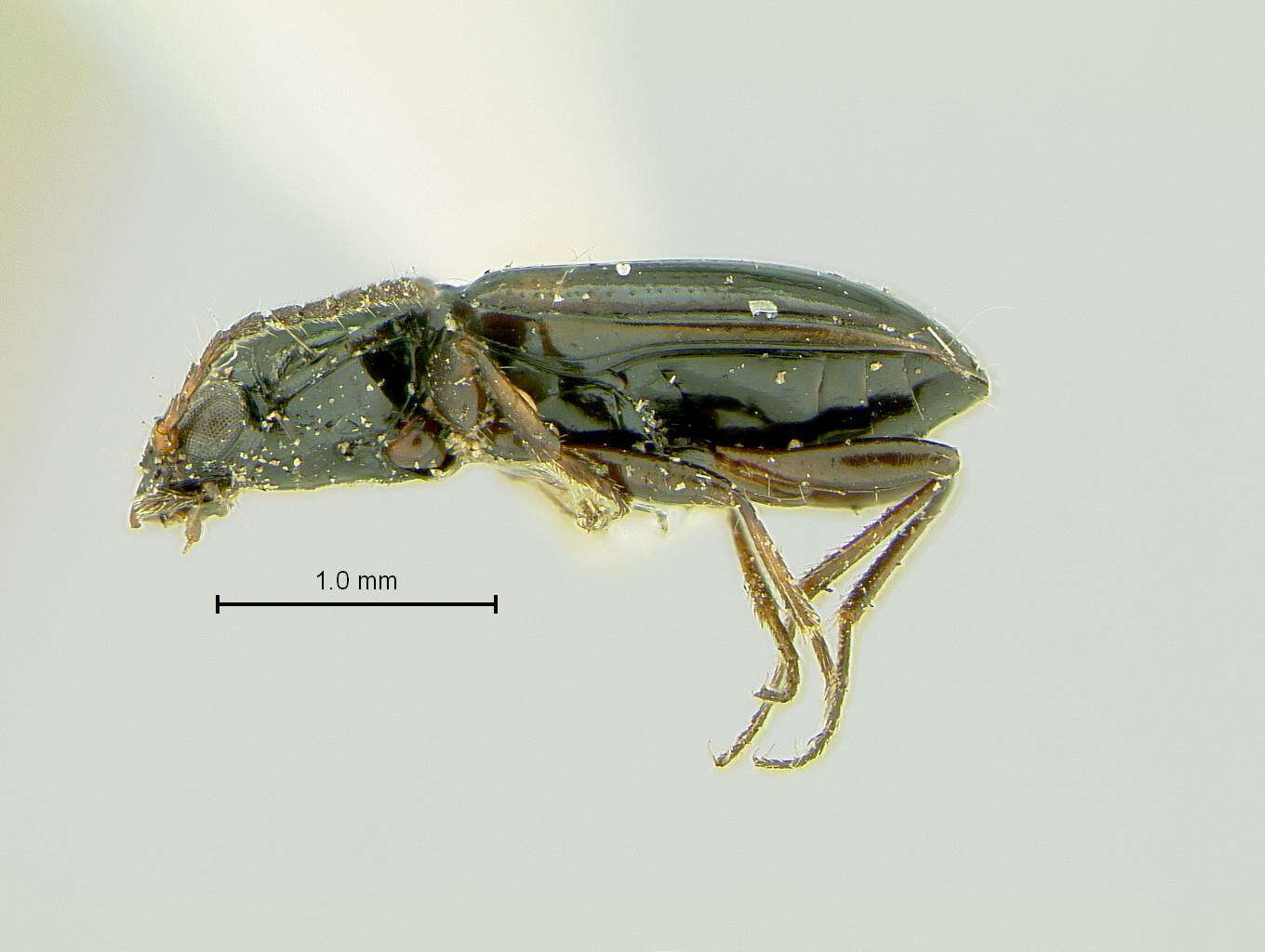 Plancia ëd Bembidion Latreille 1802