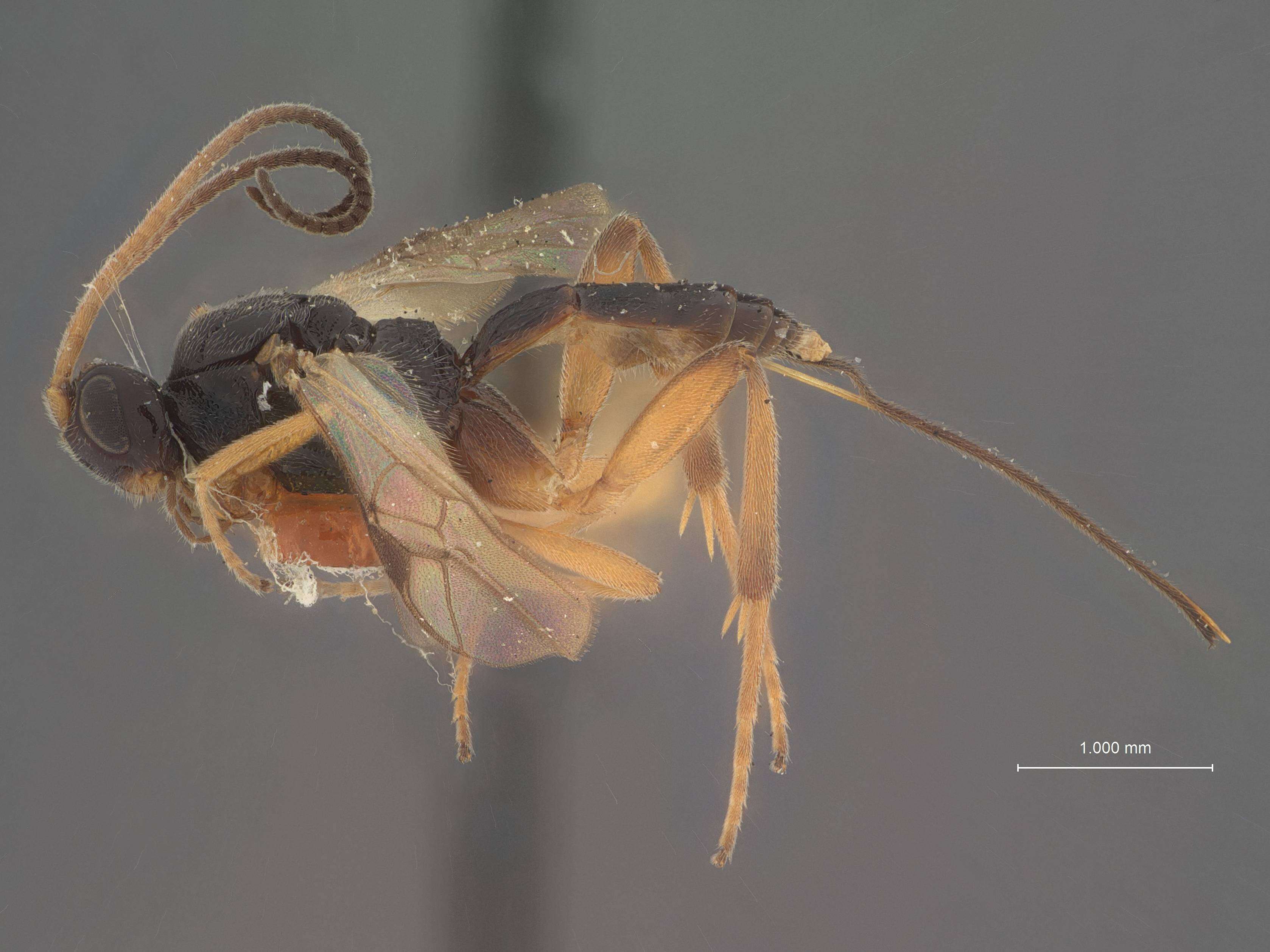 Image of Orgilus longiceps Muesebeck 1933