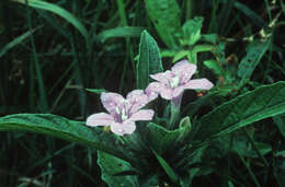 Image of Carolina wild petunia