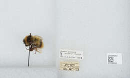 Image of Polar Bumble Bee