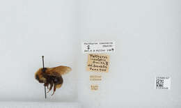 Image de Bombus insularis (Smith 1861)