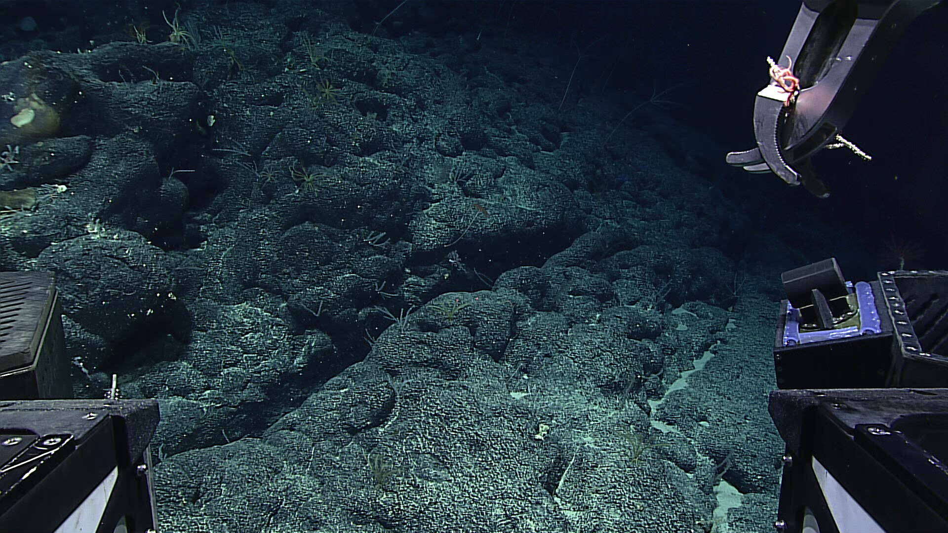 Image of Narella fordi Cairns 2018