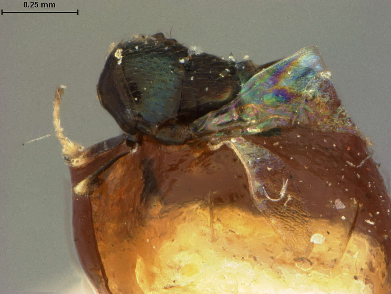 Image of Encyrtus megourae Ashmead 1887