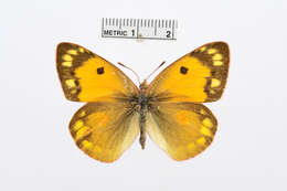 Image of Colias electo (Linnaeus 1763)