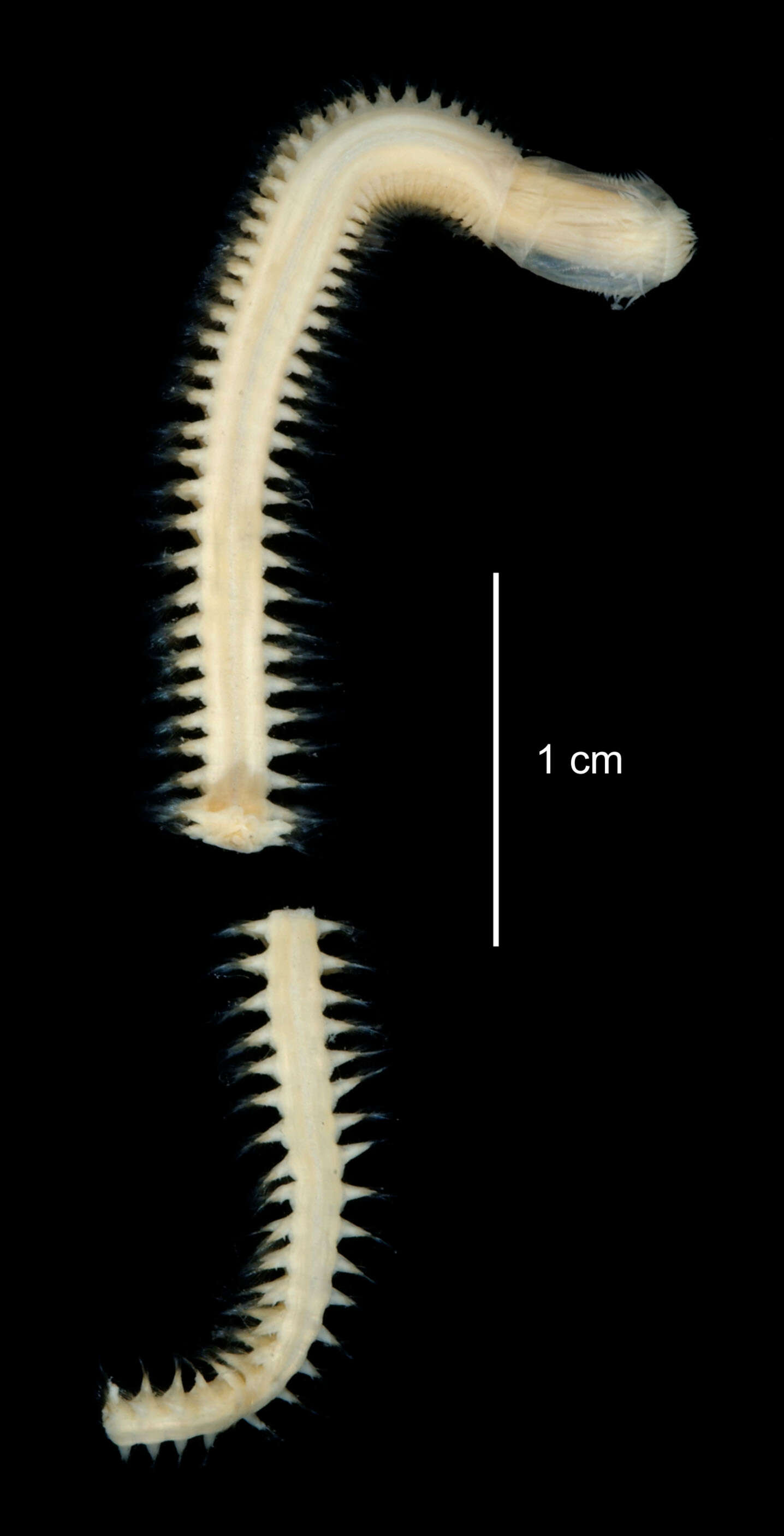 Image of Aglaophamus posterobranchus Hartman 1967