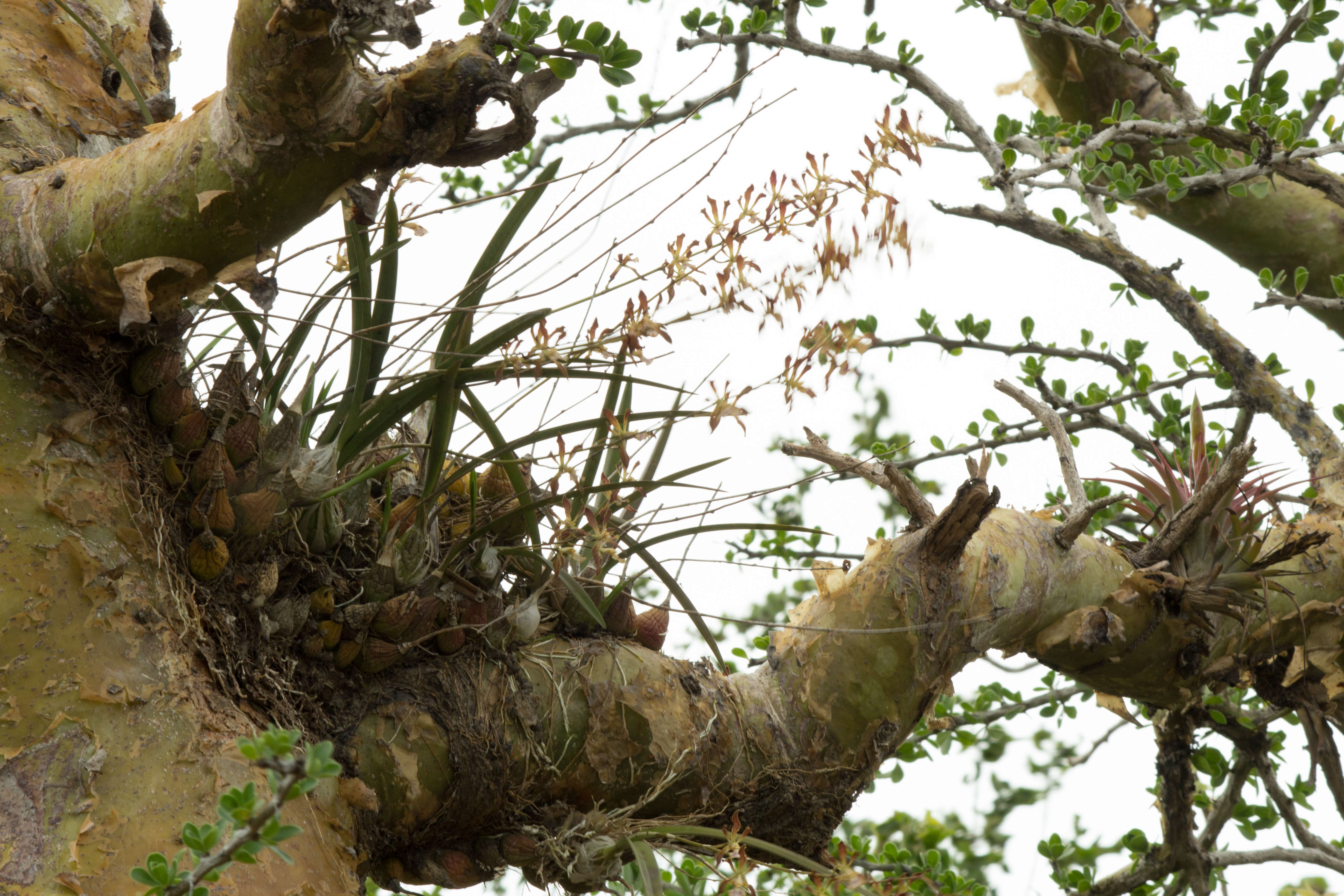 Image of Encyclia adenocarpa (Lex.) Schltr.