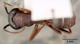 Plancia ëd Camponotus maculatus (Fabricius 1782)