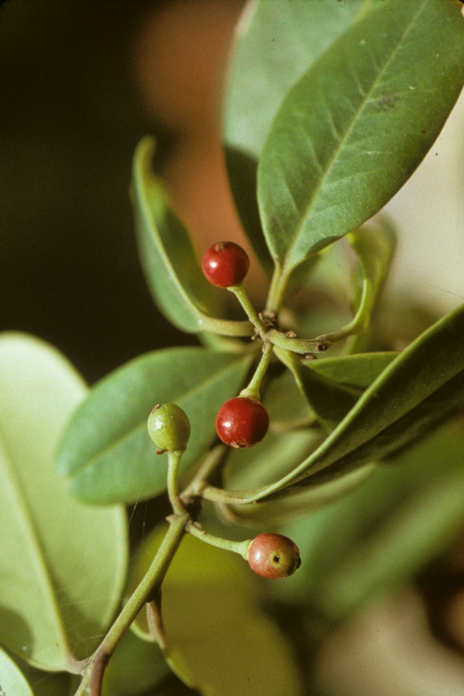 Imagem de Ilex urbaniana Loes. ex Urb.