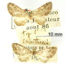 Image of Eupithecia chincha Dognin 1899