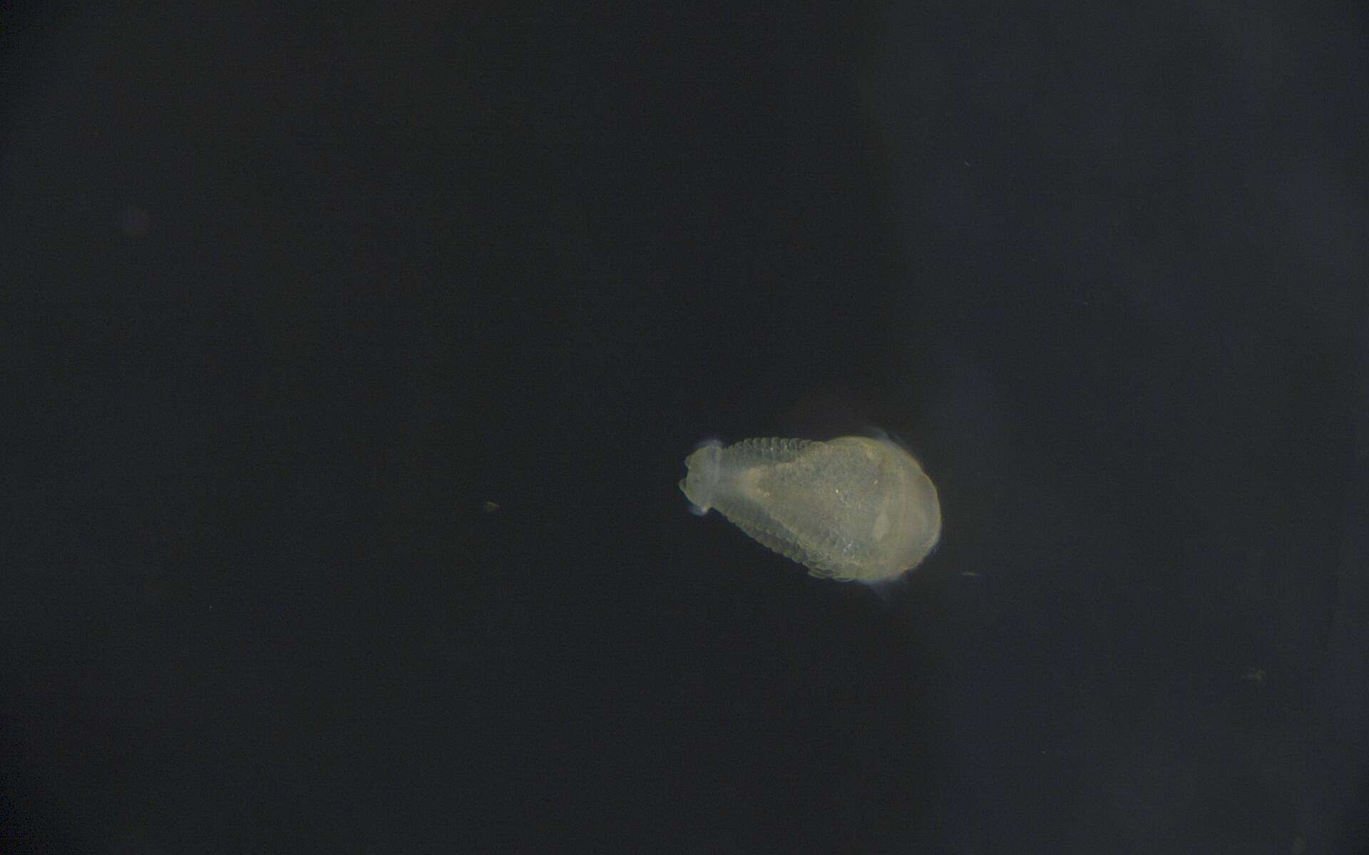 Image of Phyllodocida