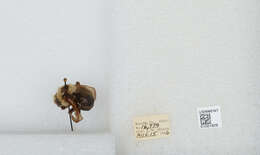 Image de Bombus insularis (Smith 1861)