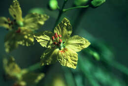 Image of Jerusalem thorn