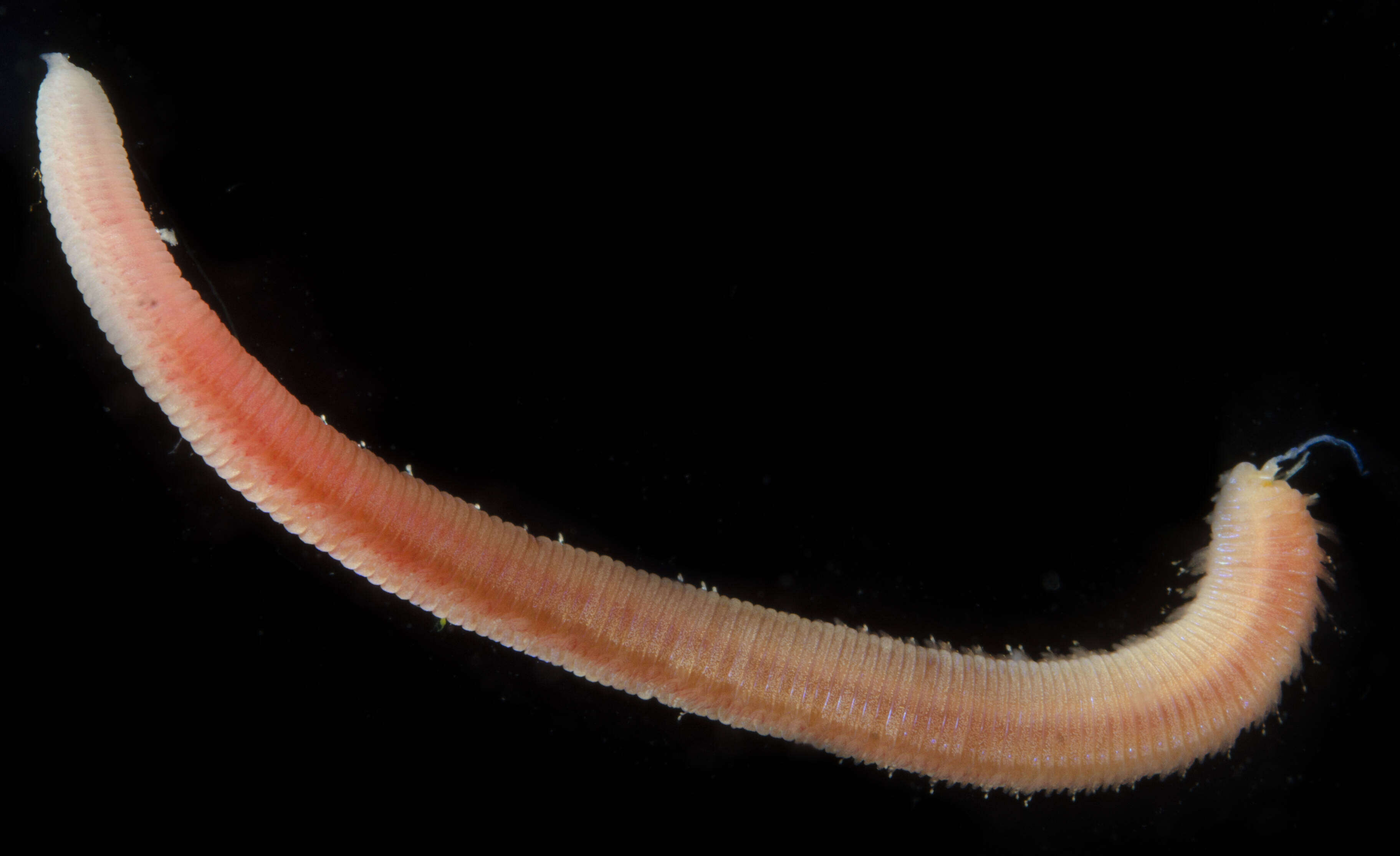 Image of Lumbrineridae
