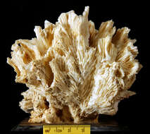 Image of Palm Lettuce Coral