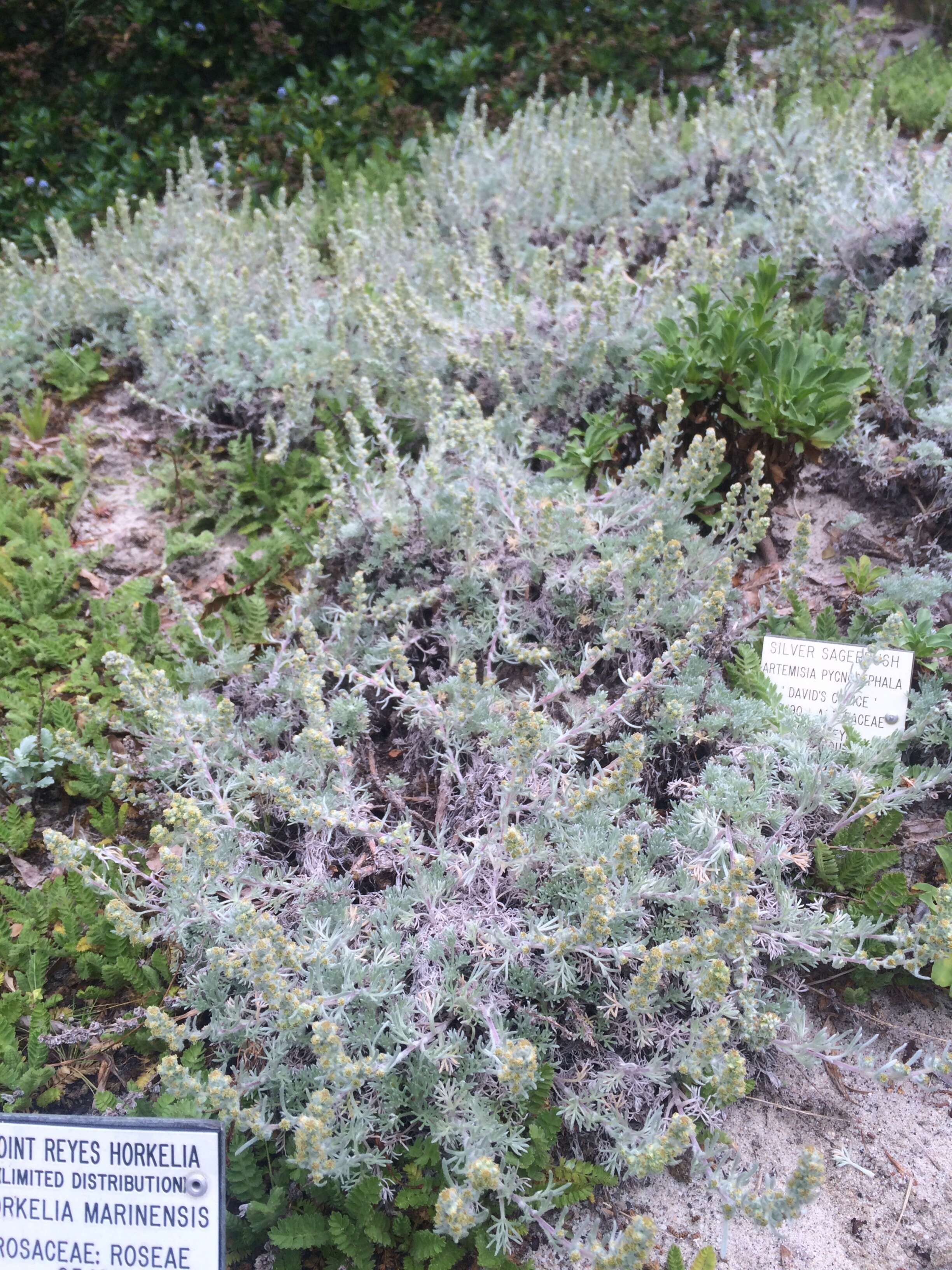 Image of beach wormwood