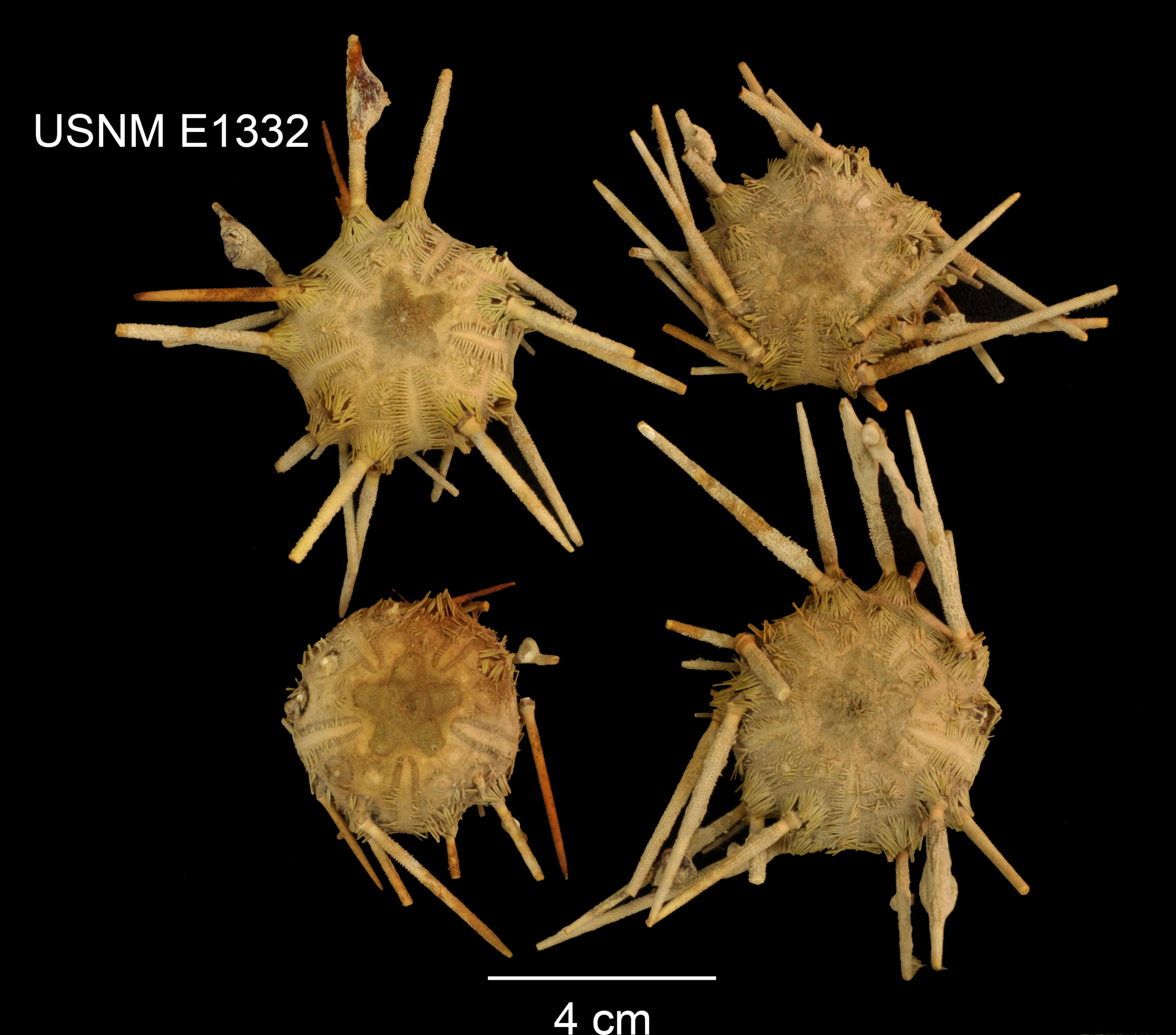 Image of Stylocidaris reini cladothrix Mortensen 1927