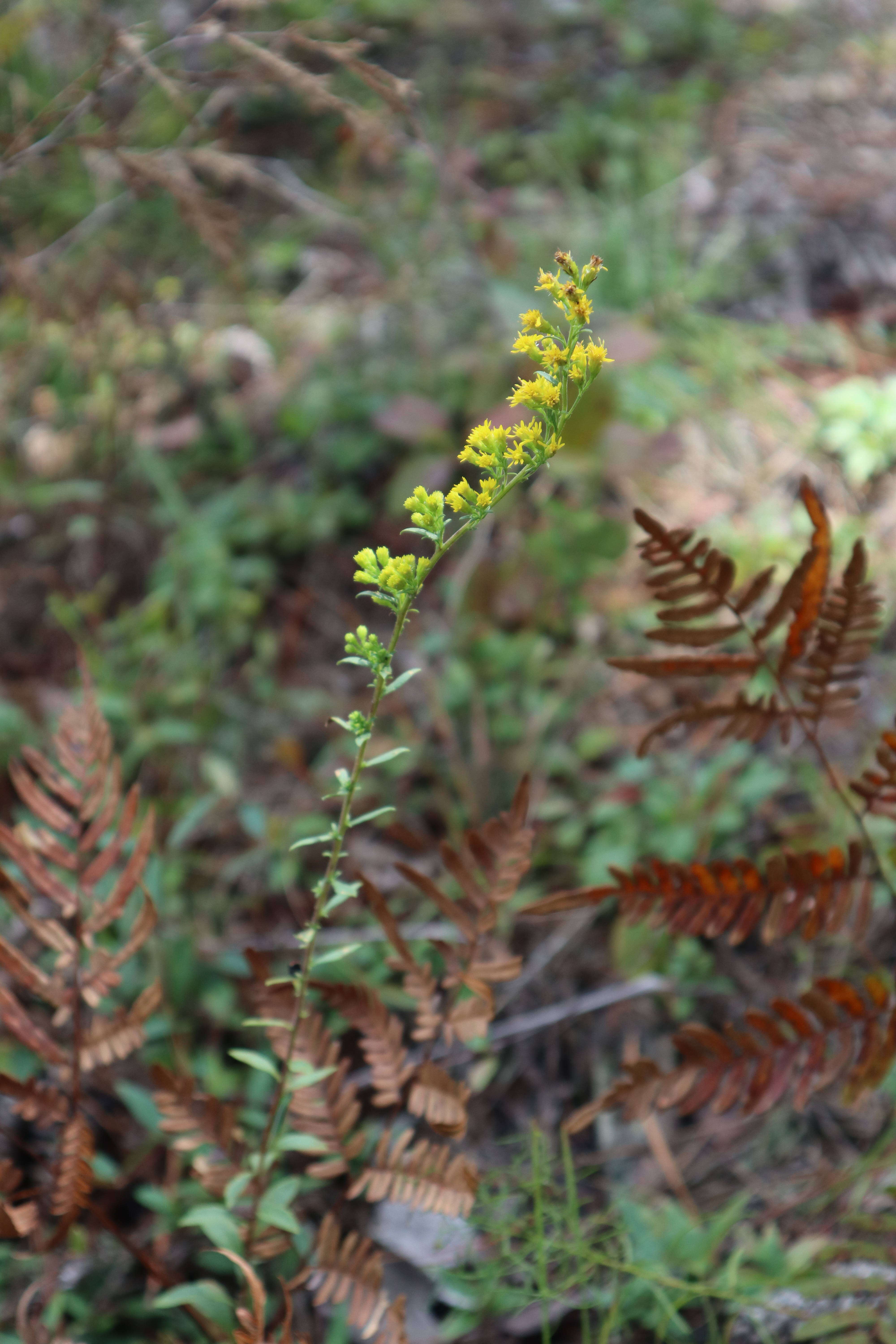 Слика од Solidago puberula subsp. pulverulenta (Nutt.) Semple