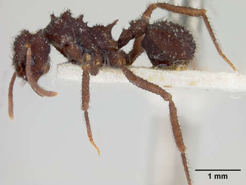 Image of Atta (Trachymyrmex) urichii race marthae Forel