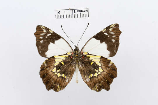 Image of Leodonta tagaste (Felder & Felder 1859)