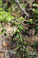 Image of Greater Florida spurge
