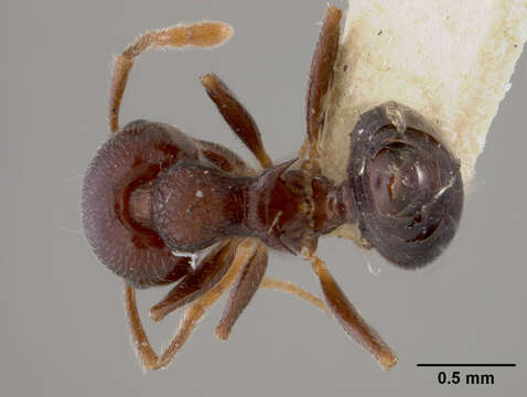 Image of Crematogaster sanguinea atavista Mann 1920