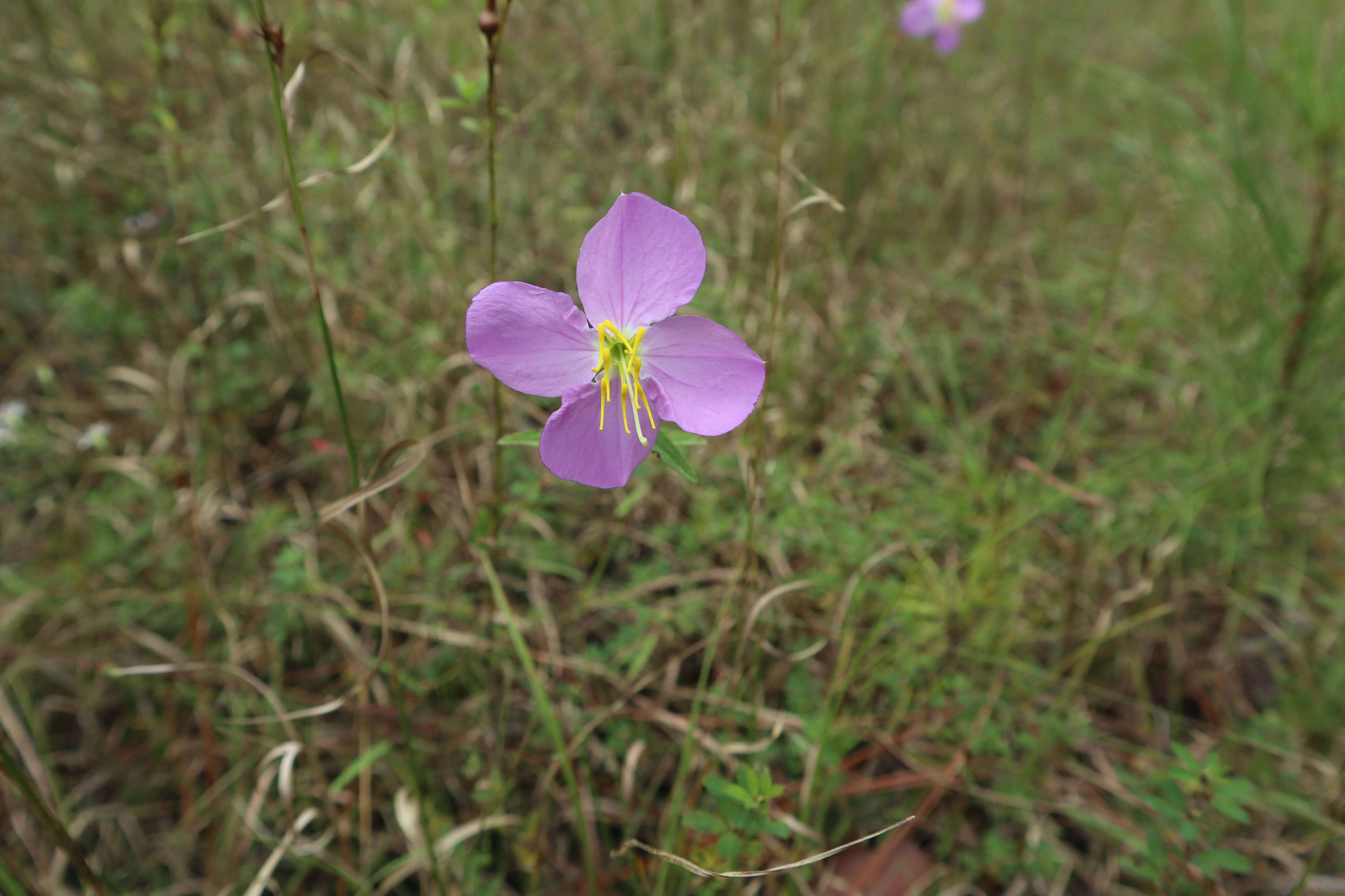 Imagem de Rhexia nashii Small