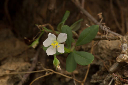 Image of Talinum fruticosum (L.) Juss.