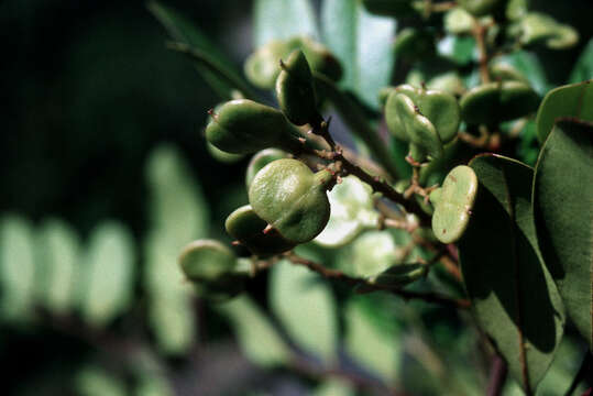 Image of negra lora