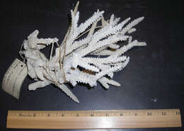 Image of Staghorn Coral