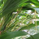 Image of Brassia signata Rchb. fil.