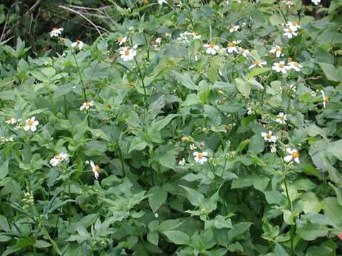 صورة Bidens alba var. radiata (Sch. Bip.) Ballard