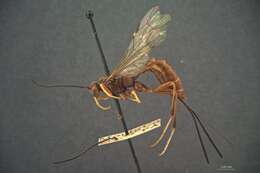 Image of Coleocentrus rufus Provancher 1876