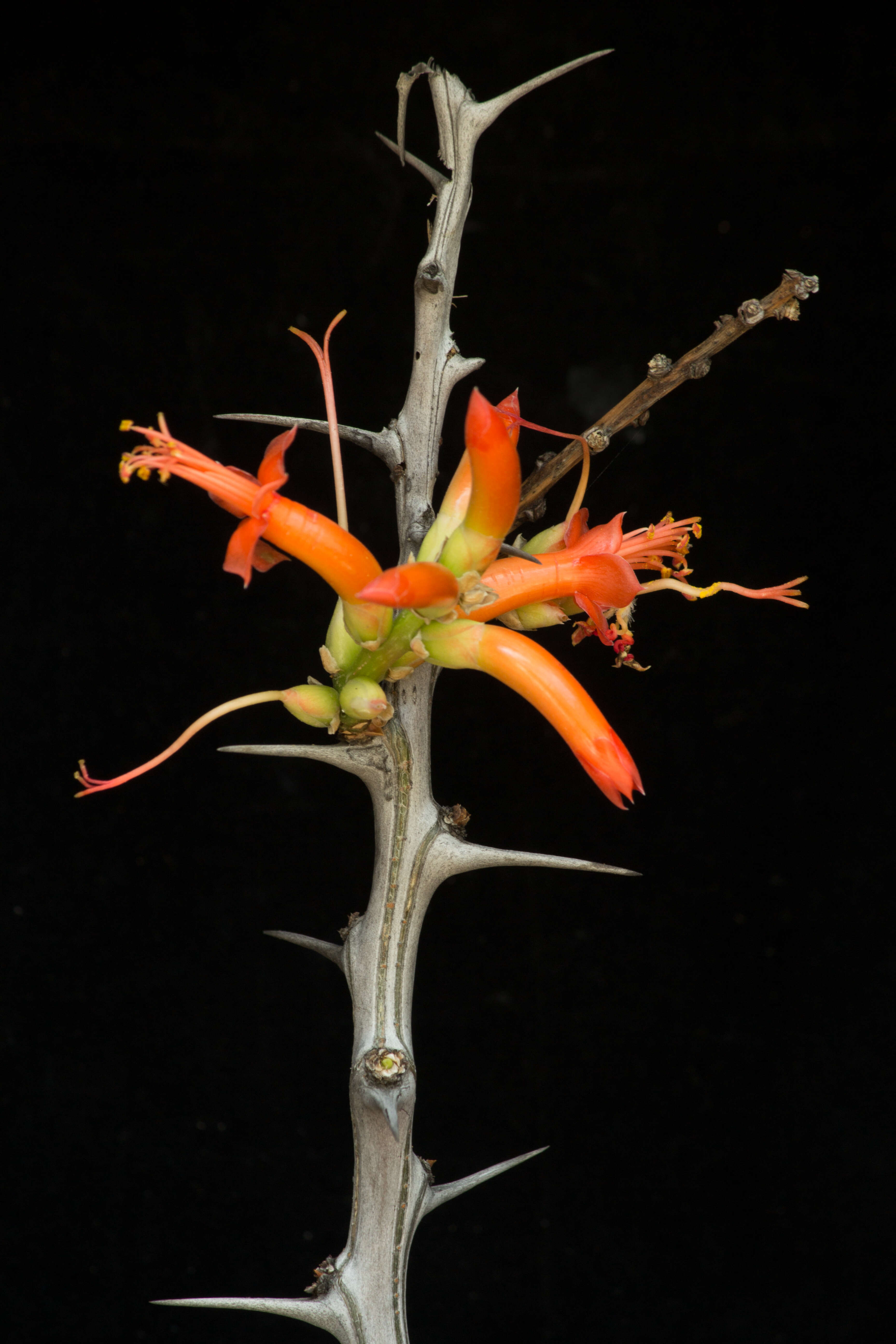 Image of Fouquieria formosa Kunth