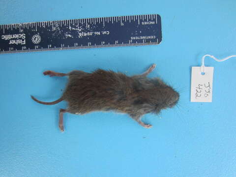 Image of Revillagigedo Island Red-backed Vole